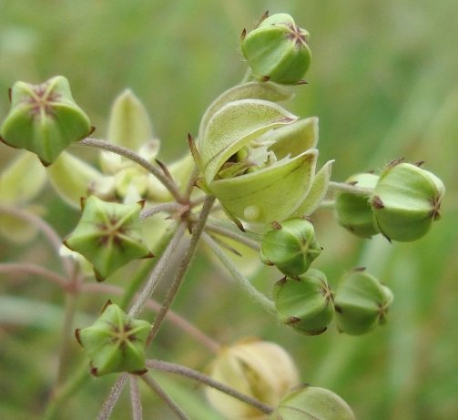 Asclepias praemorsa buds and early flower opening